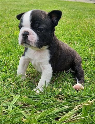 $400 : adorable Boston Terrier image 1