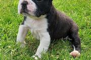 $400 : adorable Boston Terrier thumbnail