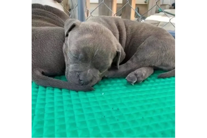 $350 : Cachorros de pitbull image 3