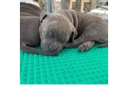 $350 : Cachorros de pitbull thumbnail