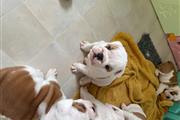 $1000 : Adorable cachorro de bulldogs thumbnail
