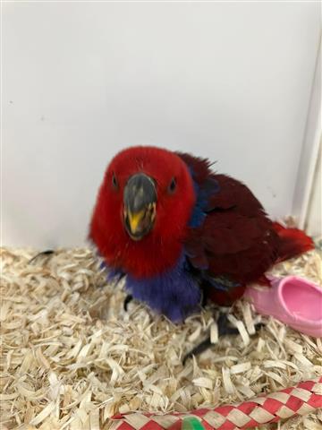 $300 : police parrots image 3