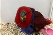 $300 : police parrots thumbnail