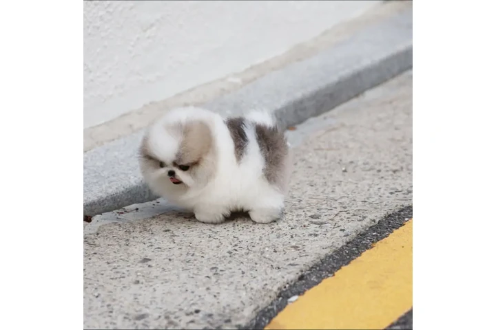 $350 : Cachorros Pomerania en venta image 2