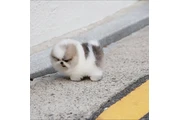 $350 : Cachorros Pomerania en venta thumbnail