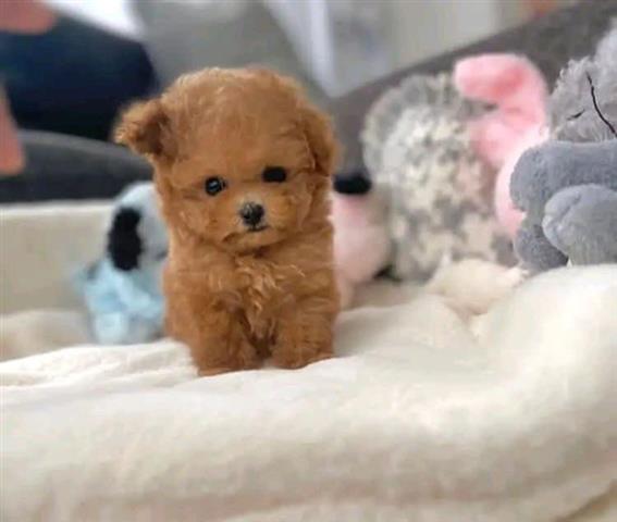 $400 : Cute teacup poodle puppies image 2