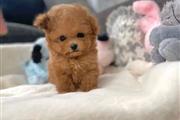 $400 : Cute teacup poodle puppies thumbnail