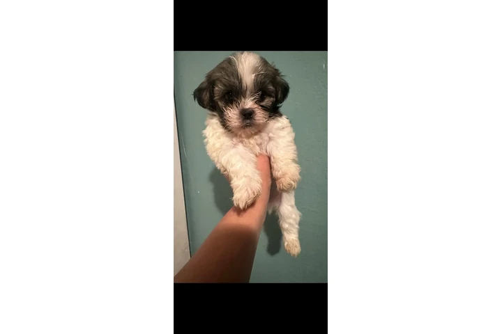 $550 : Puppies image 2