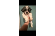 $550 : Puppies thumbnail