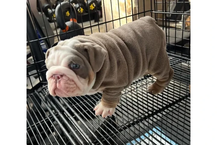 $350 : Cachorros de Bulldog Inglés image 3
