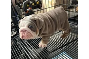 $350 : Cachorros de Bulldog Inglés thumbnail
