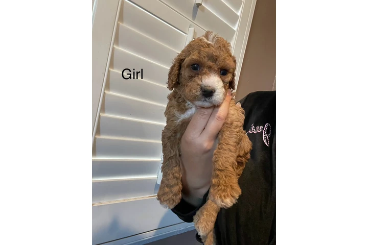 $1800 : Mini Goldendoodle F1b image 8
