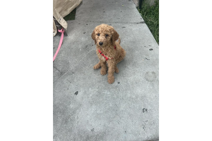 $600 : Golden doodle puppies image 2