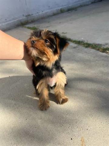 $100 : Cachorros yorkie en adopcion image 4