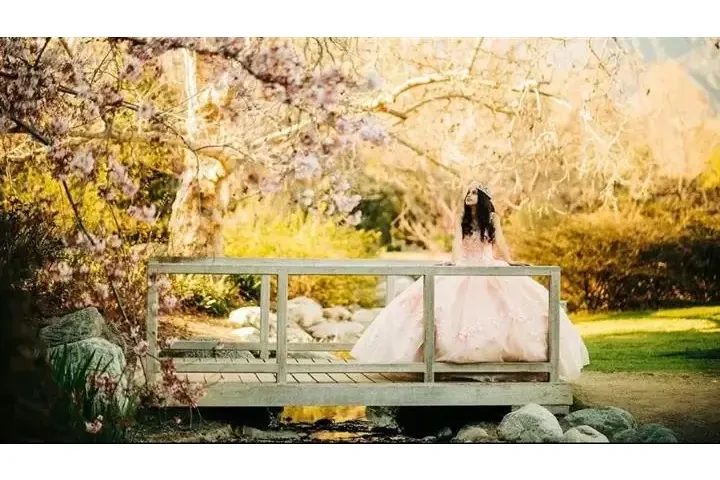 Golden Fox Photo image 4