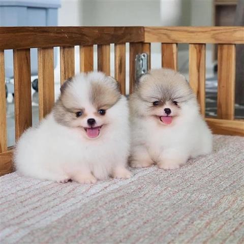 $300 : Pomeranian and French bulldogs image 3