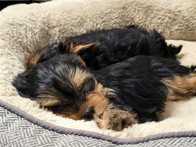 $450 : healthy yorkie puppies image 1
