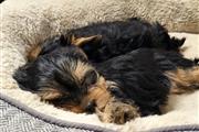 healthy yorkie puppies