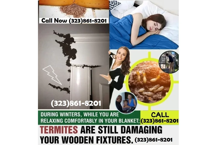 Fumigaciones East Los Angeles. image 6