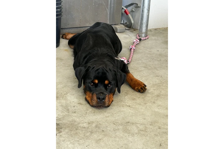 Cachorros Rottweiler image 3