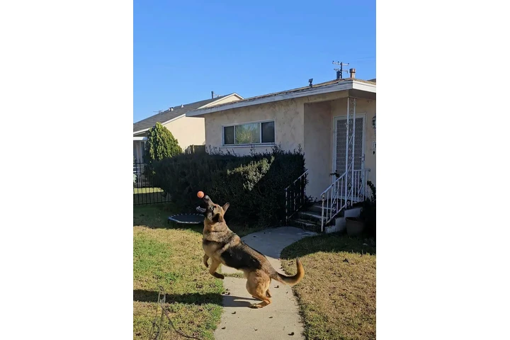 🐾 Ayuda urgente para Rocky 🐾 image 1