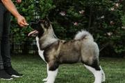 $800 : Akita puppy for adoption thumbnail