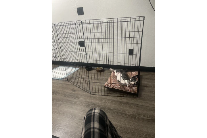 $600 : Venta de American pitbull image 5