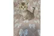 British Shorthair en venta en Washington DC
