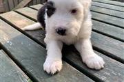 $750 : Beautiful Bearded Collie Pups thumbnail