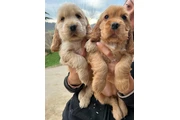 Cachorros de Cocker Spaniel en Montana