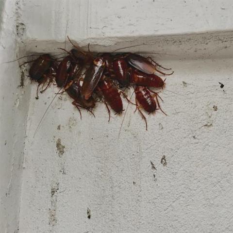 Fumigación de termitas- Sorto image 4