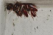 Fumigación de termitas- Sorto thumbnail 4