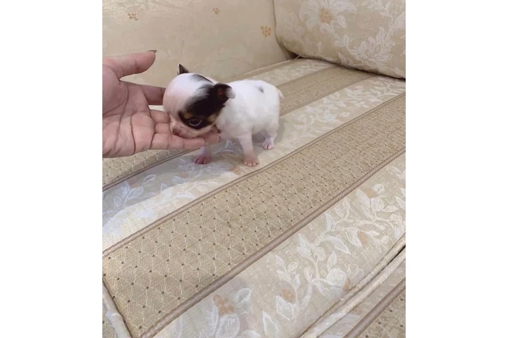 $400 : Teacup chihuahua for adoption image 2
