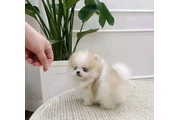$350 : Pomeranian puppies thumbnail