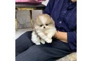 Pomerania en venta en Miami