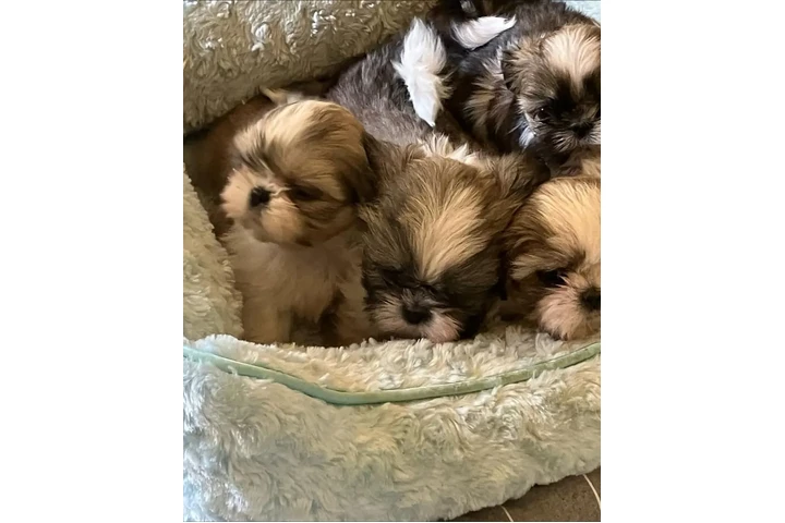 $350 : Shih tzu taza de té image 2