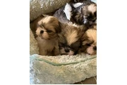 $350 : Shih tzu taza de té thumbnail
