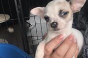 Chihuahua Puppies available. en Charlotte