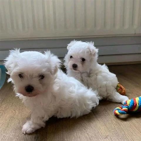 $400 : Cute Maltese puppy for sale image 1