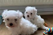 Cute Maltese puppy for sale