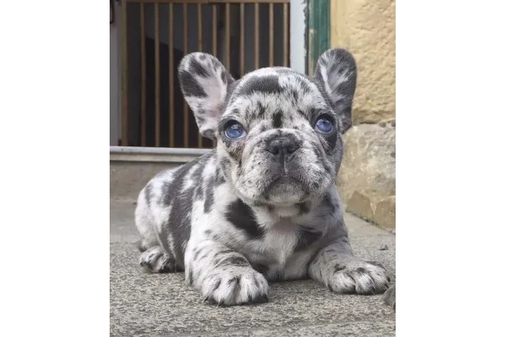 $475 : adorables bull francés Perro image 2