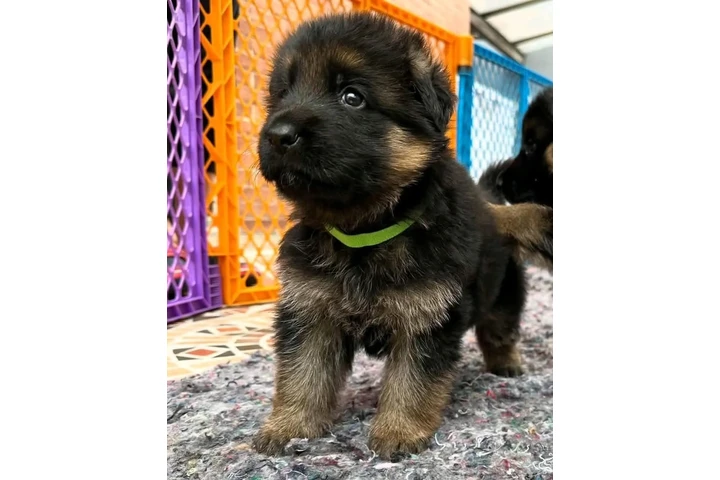 $350 : Cachorros de pastor alemán image 3