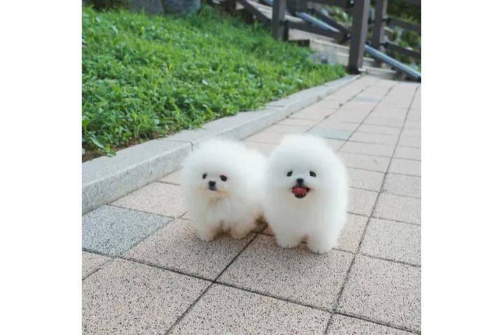 $250 : Chihuahuas and pom puppy's image 3