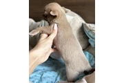 $500 : Chihuahua puppies thumbnail