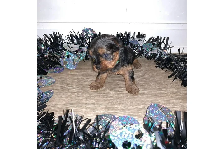 $350 : Cachorros yorkie taza de té image 4