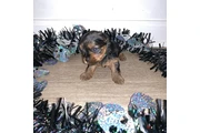 $350 : Cachorros yorkie taza de té thumbnail