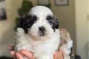 $350 : Shih tzu taza de té thumbnail