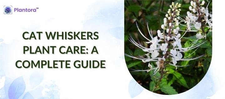 Cat Whiskers Plant Care image 1