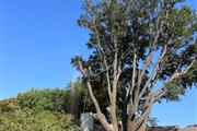 Canales'Landscape Tree Service thumbnail 2