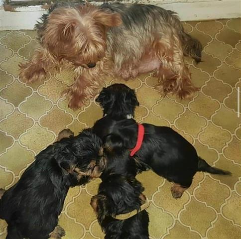 $500 : Yorkie babies for sale image 2